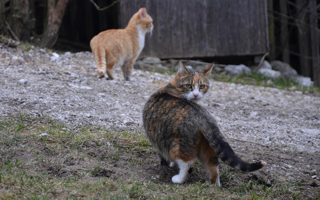The Farmhouse Bevsek Osep Solčava 外观 照片